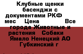 Клубные щенки басенджи с документами РКФ - 2,5 мес. › Цена ­ 20 000 - Все города Животные и растения » Собаки   . Ямало-Ненецкий АО,Губкинский г.